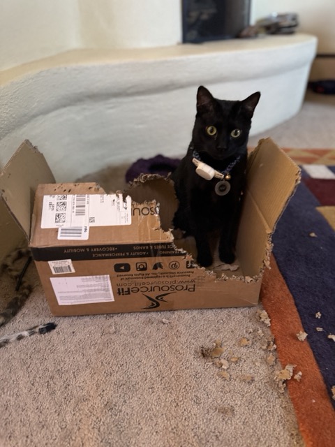 A cat in a shredded cardboard box